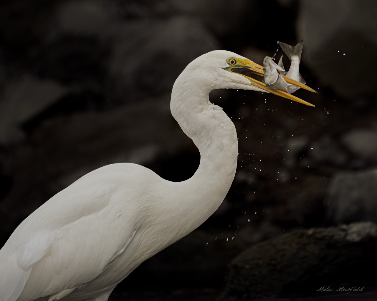 Native White Heron catching a fish sunrise New Zealand bird photo